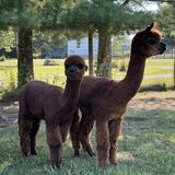 alpaca for sale