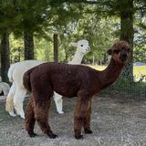 alpaca for sale