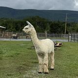 alpaca for sale