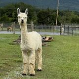 alpaca for sale