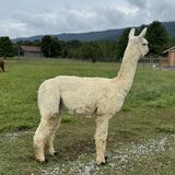 alpaca for sale