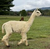 alpaca for sale