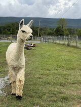 alpaca for sale