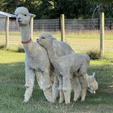 alpaca for sale