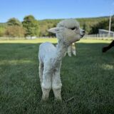 alpaca for sale