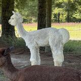 alpaca for sale