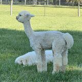 alpaca for sale