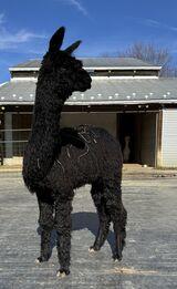 alpaca for sale