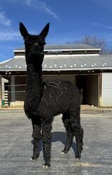 alpaca for sale