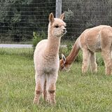 alpaca for sale