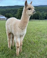 alpaca for sale