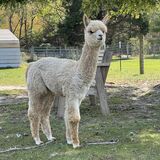 alpaca for sale