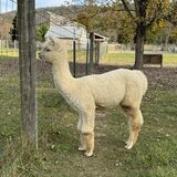 alpaca for sale