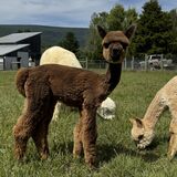 alpaca for sale