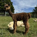 alpaca for sale