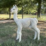 alpaca for sale