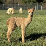 alpaca for sale