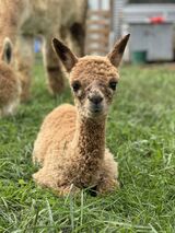 alpaca for sale