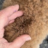 alpaca for sale