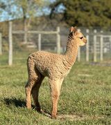 alpaca for sale