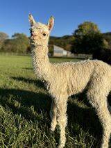 alpaca for sale