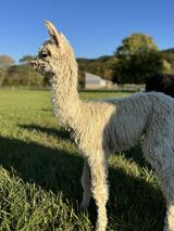 alpaca for sale