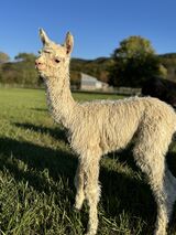 alpaca for sale