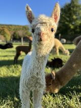 alpaca for sale