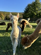 alpaca for sale