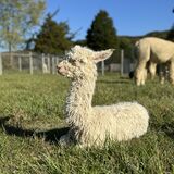 alpaca for sale