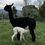 alpaca for sale