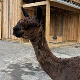 alpaca for sale