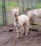 Dobo, Dotti's second cria 11/14/16