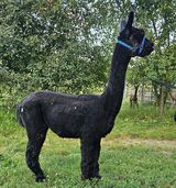 alpaca for sale