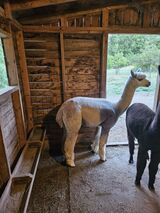 alpaca for sale