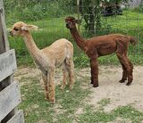 alpaca for sale