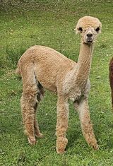 alpaca for sale