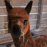 alpaca for sale