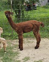 alpaca for sale