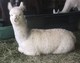 2016 male cria Amatron