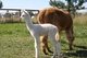 As a cria standing behind his dam