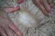 Juvenile fleece