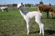 Sunflower's 2010 cria- Halo