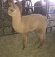 2016 female cria Cinder