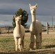 Lady Liberty and 2012 cria Running Ringo