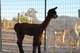 Sky's first cria- gorgeous!