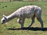 alpaca for sale