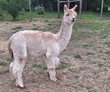 alpaca for sale