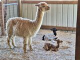 alpaca for sale