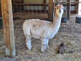 alpaca for sale